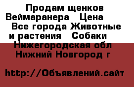 Продам щенков Веймаранера › Цена ­ 30 - Все города Животные и растения » Собаки   . Нижегородская обл.,Нижний Новгород г.